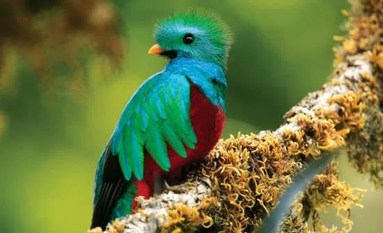 7 Best Places to See Wildlife in Costa Rica