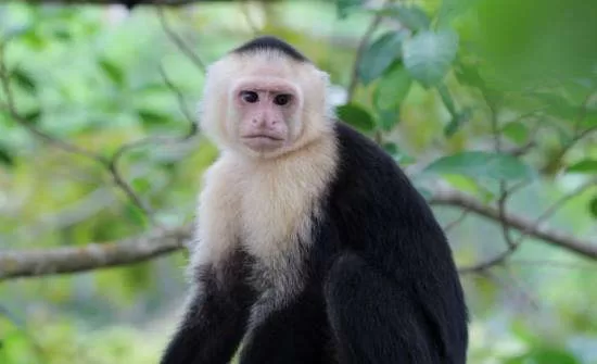 7 Best Places to See Wildlife in Costa Rica