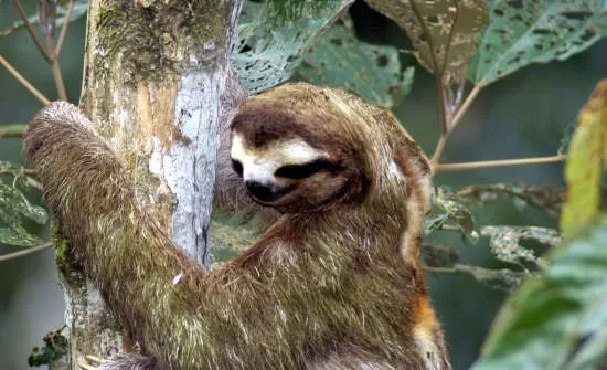 7 Best Places to See Wildlife in Costa Rica