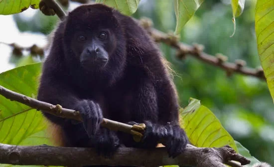 Best Family Vacation Spots in Costa Rica