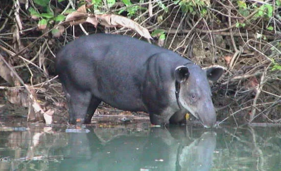 7 Best Places to See Wildlife in Costa Rica