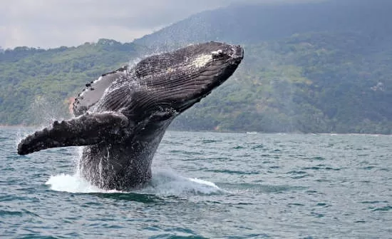 7 Best Places to See Wildlife in Costa Rica