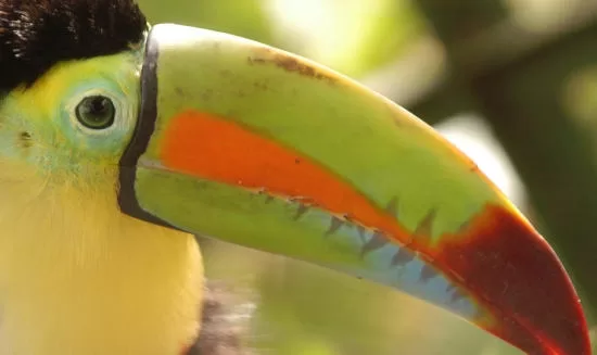 Big Five Animals of Costa Rica