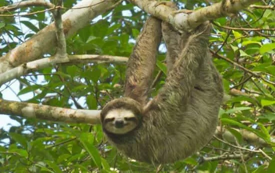 Big Five Animals of Costa Rica
