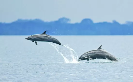 Big Five Animals of Costa Rica