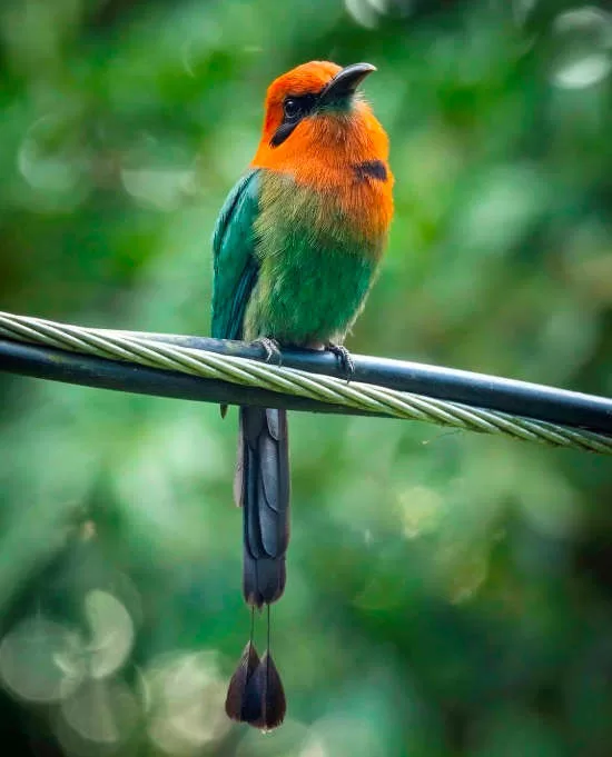 Broad-billed Motmot in Sarapiqui, Heredia via @fizzylina