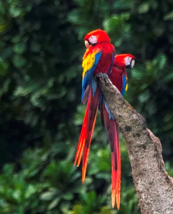 Carara National Park mdineenphoto