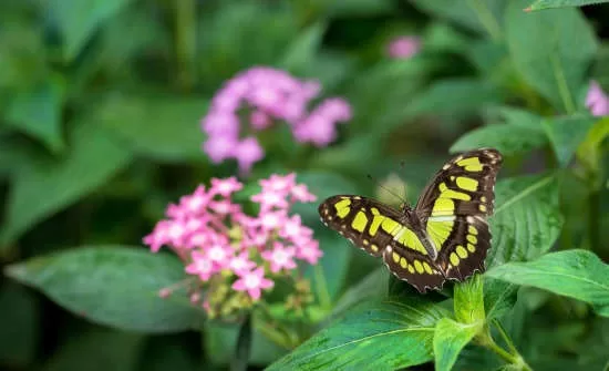 Costa Rica Family Vacation Ideas