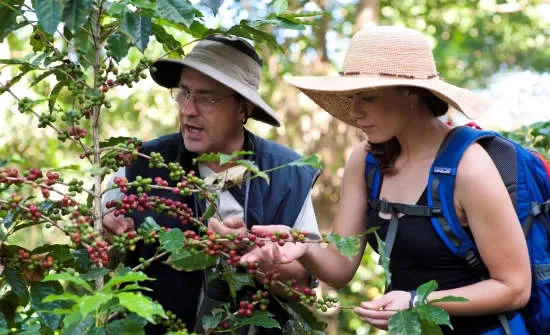 Top Costa Rica Gastro Tours for Foodies