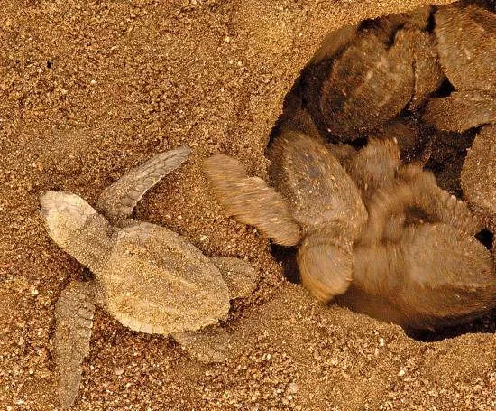 Costa Rica Sea Turtle Nesting: Where To Go When