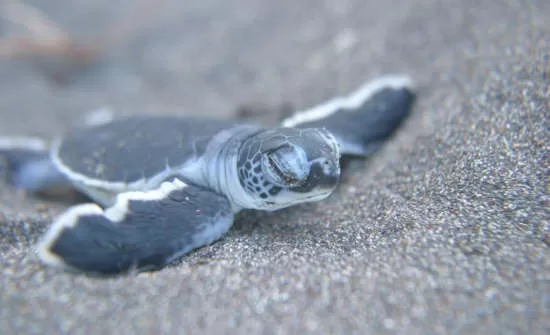 Costa Rica Sea Turtle Nesting: Where To Go When