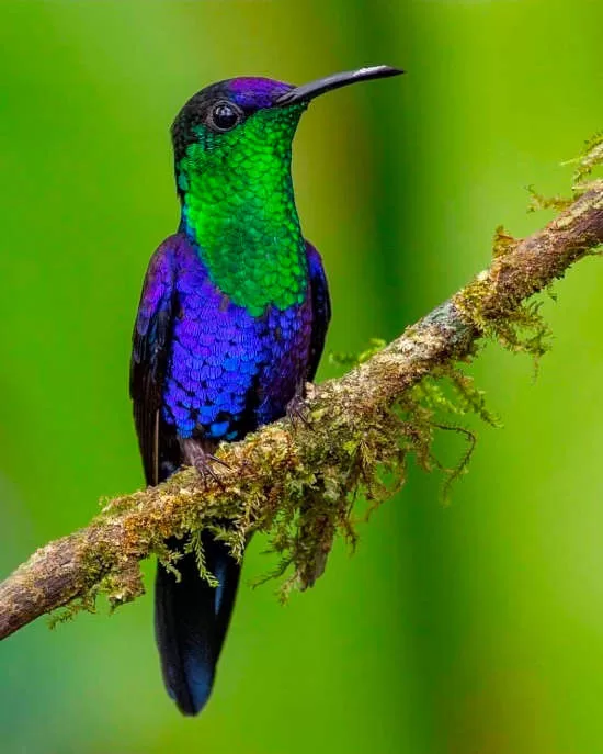 Crowned Woodnymph Hummingbird costarica_oki