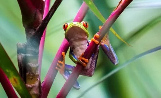 A Guide To Visiting Corcovado National Park