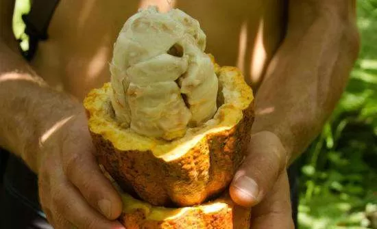 Top Costa Rica Gastro Tours for Foodies