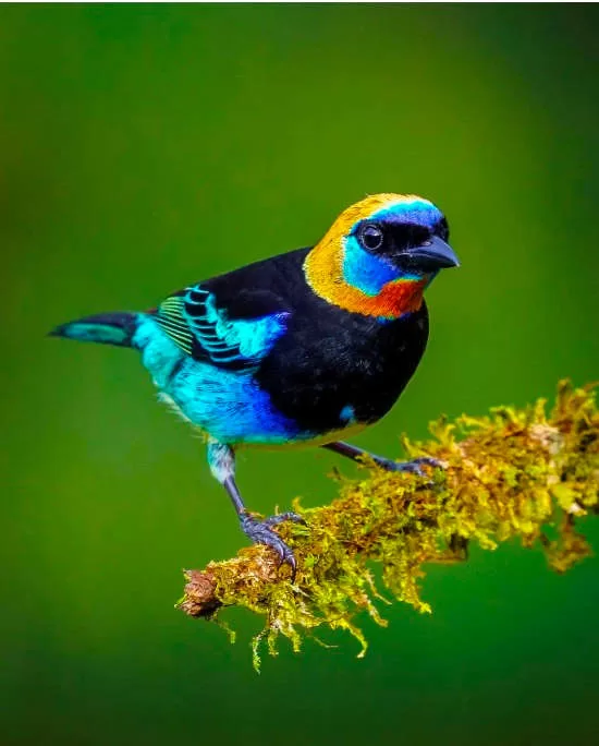 Golden-hooded Tanager in Boca Tapada, San Carlos via @adrianzamcr