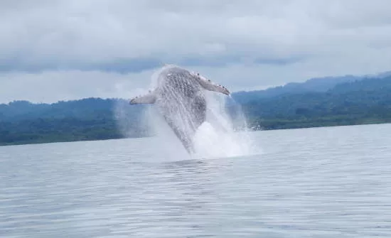 Costa Rica Whale Watching Tour Guide: Where To Go When