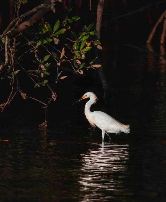 The elegant Snowy Egret via @mariela_cascante