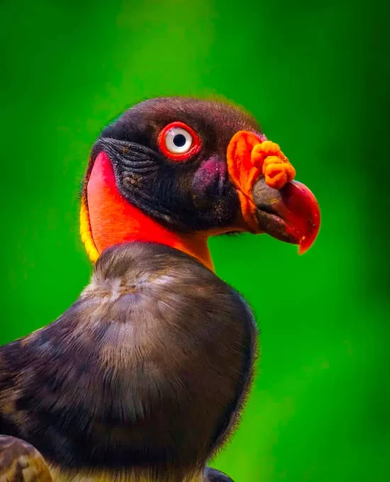 King Vulture in Boca Tapada, San Carlos via @adrianzamcr