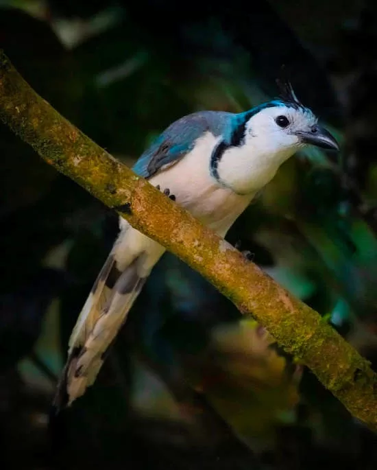 Magpie Jay in La Fortuna via @gabrielramirezfoto