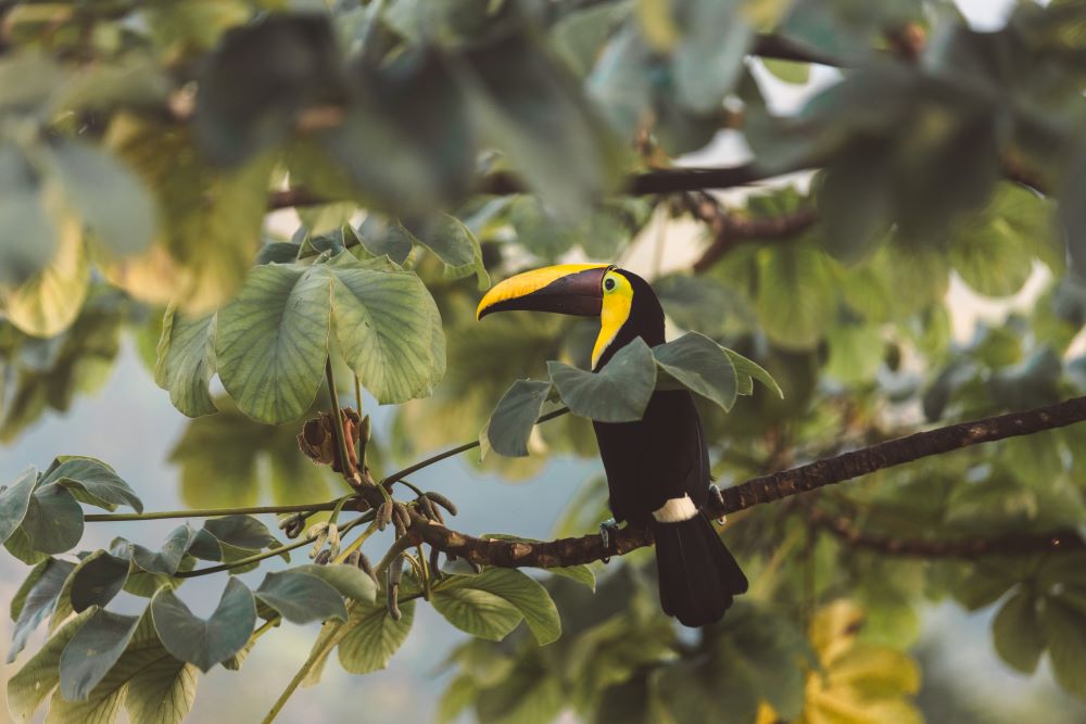 Plan a Multi-Country Vacation Costa Rica and Panama Travel Tips Toucan