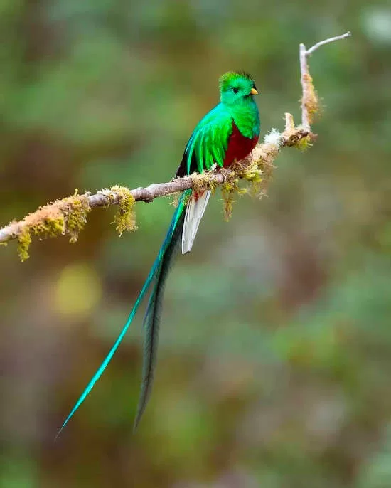 Resplendent Quetzal via @supreet_sahoo
