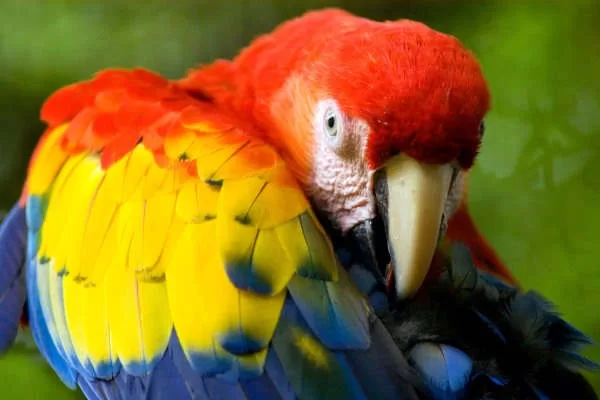 Scarlet Macaw Costa Rica