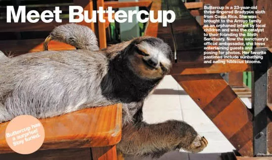 Sloth Sanctuary Rising Starlet: Buttercup