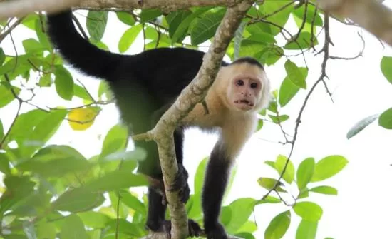 Sustainable Travel in Costa Rica