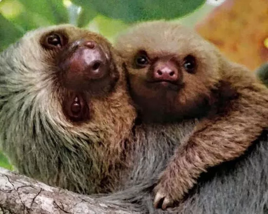 The Complete Guide to Sloths in Costa Rica