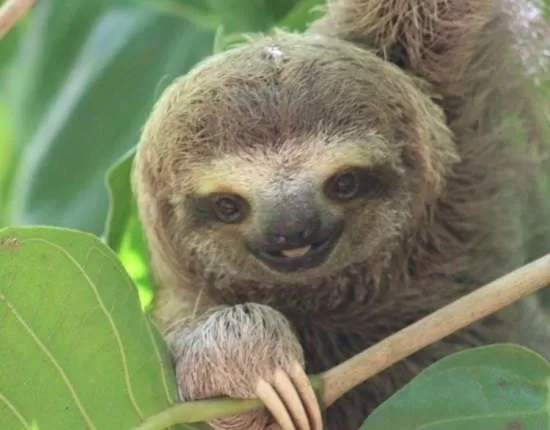 The Complete Guide to Sloths in Costa Rica