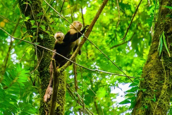 Things to Know Before Visiting Tortuguero National Park