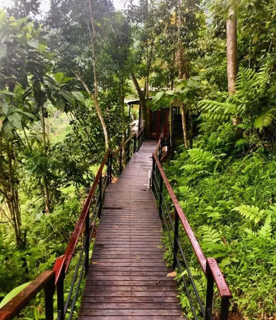 Treehouse at Rancho Pacifico