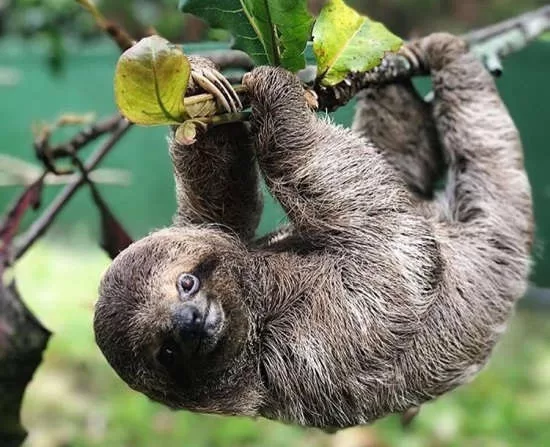 The Complete Guide to Sloths in Costa Rica