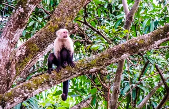 Capuchine monkey via @jforonda_photo in Santa Rosa National Park