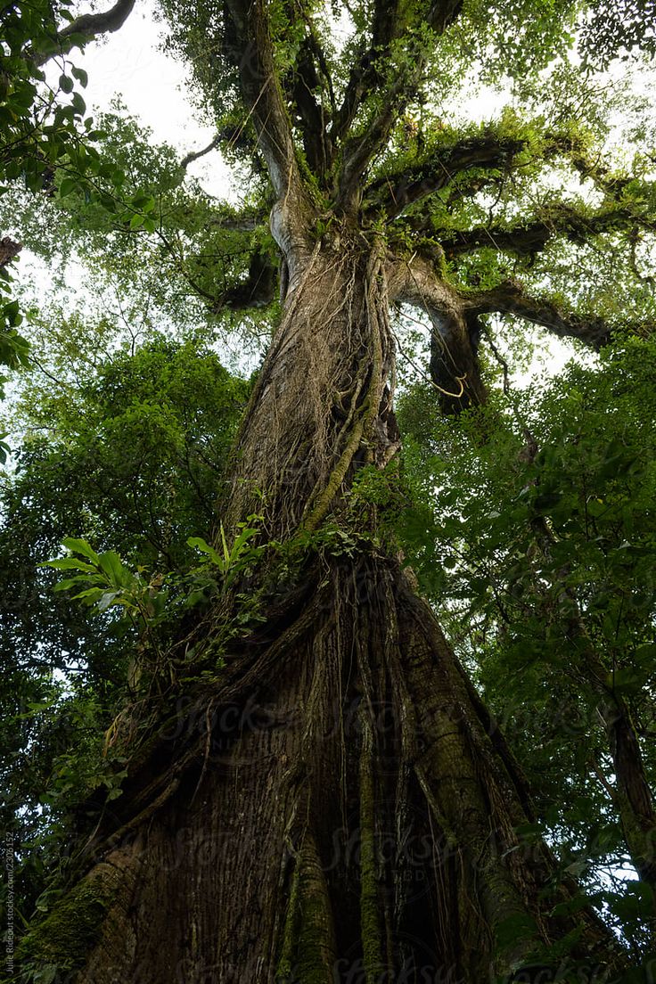 Ceiba Tree