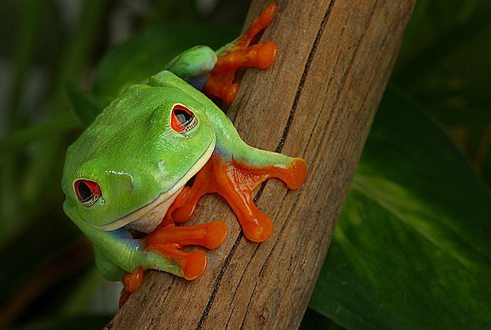 red-eyed tree frog Halloween in Costa Rica