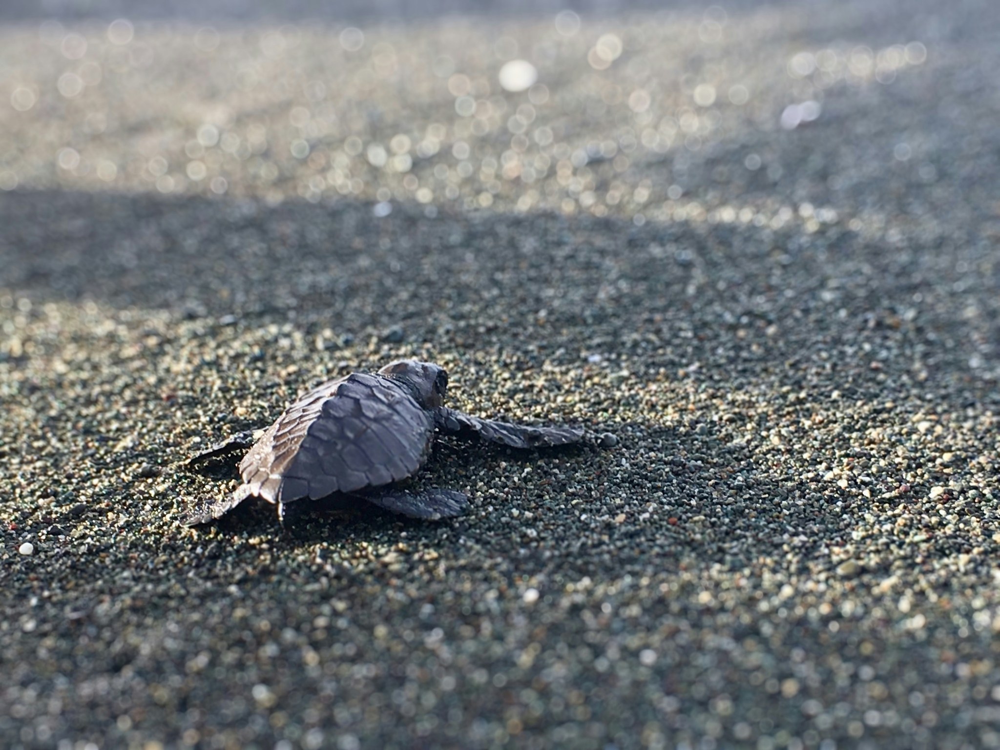 sea turtles of Costa Rica