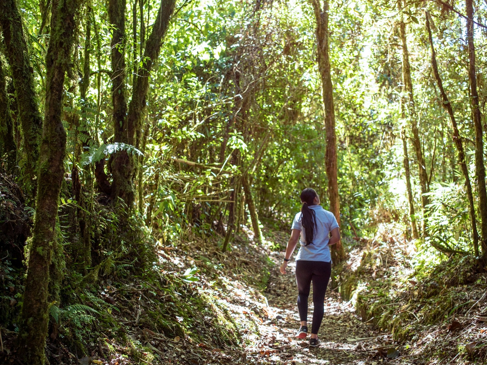 Restoration in Costa Rica