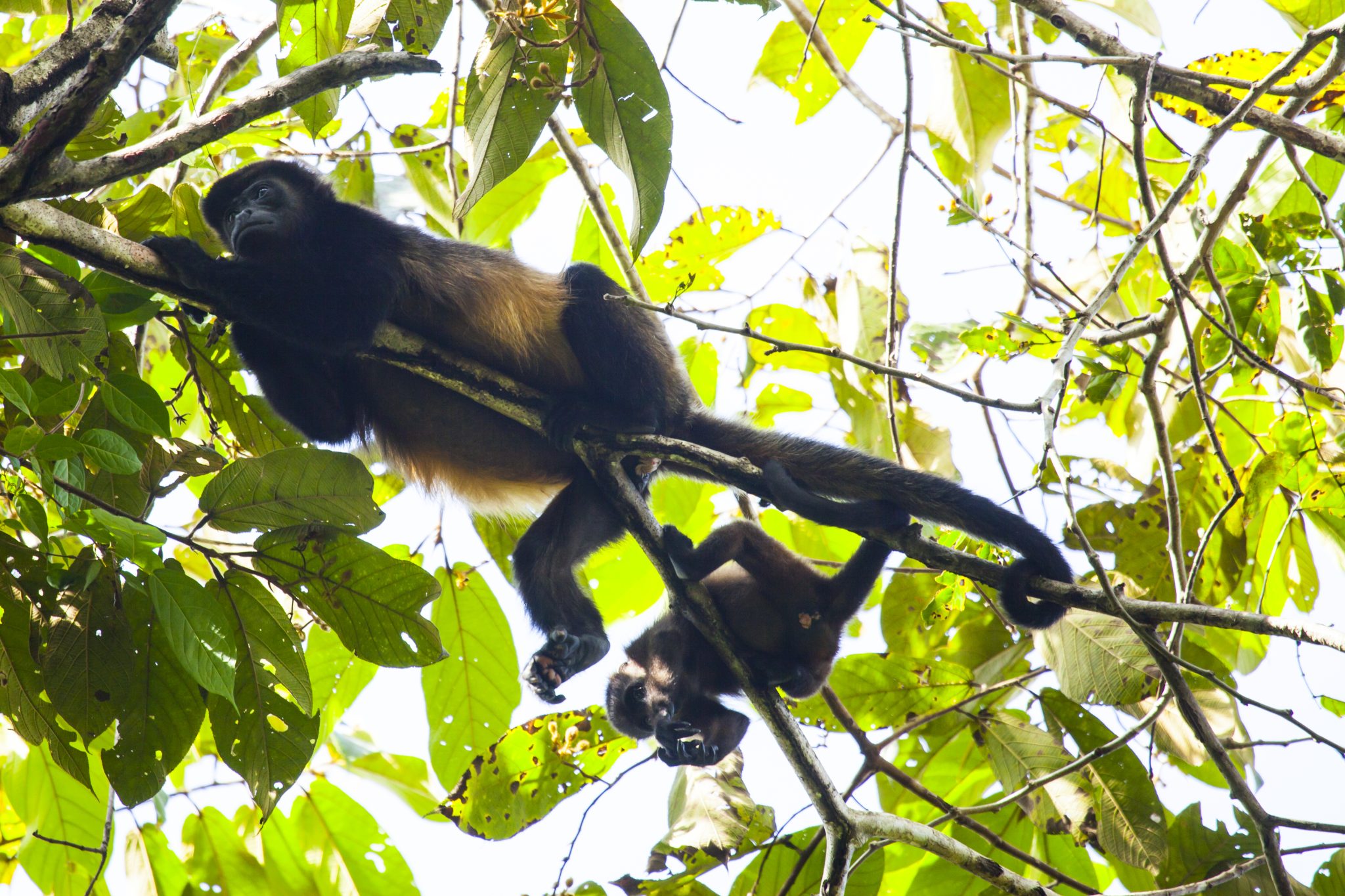 Howler Monkeys in Costa Rica