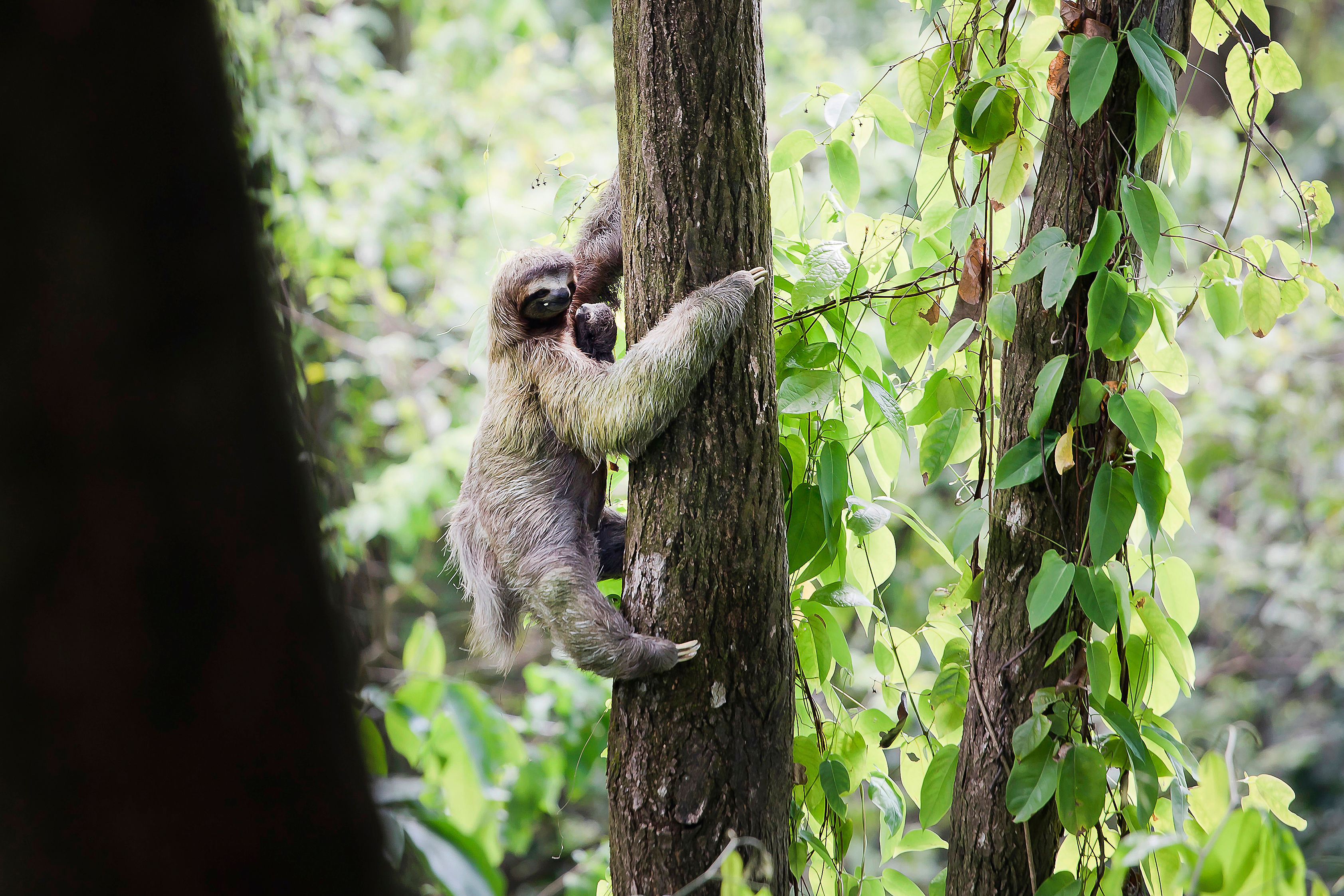 Wildlife Season at Arenas del Mar, Cayuga Hotels