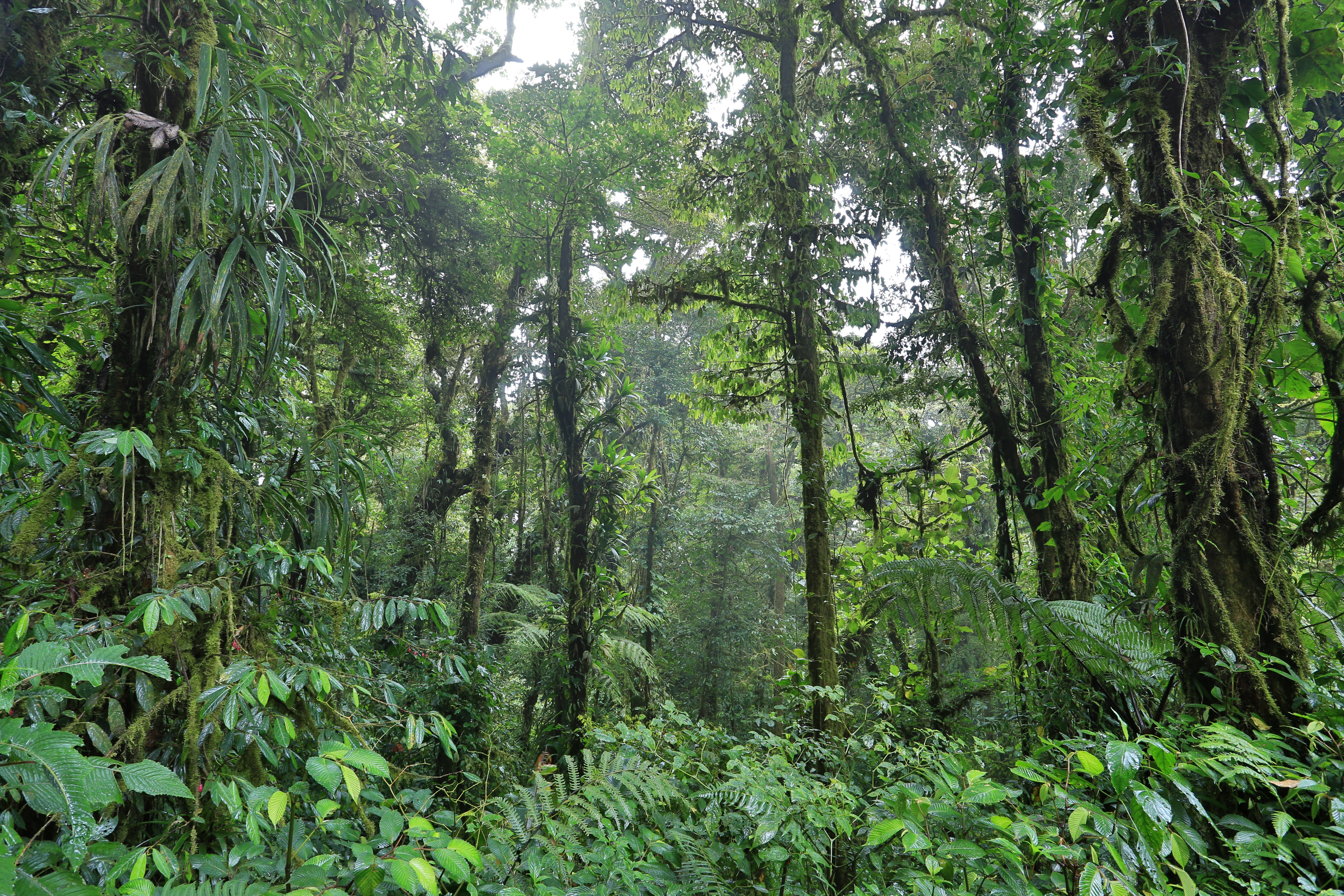Monteverde Cloud Forest, from Hotel Senda, Cayuga Collection